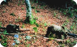 Ours - Pyrénées : déjà 10 ans que Cannelle est morte. Restaurons, cohabitons et valorisons, donnons un avenir à l'ours !